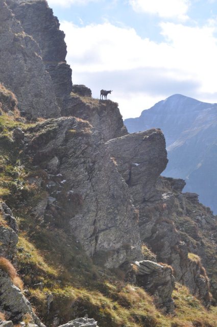 Goat, Mountains, Romania